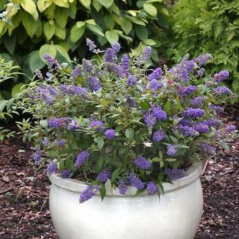 Buddleia Lo and Behold® 'Blue Chip' (020041)