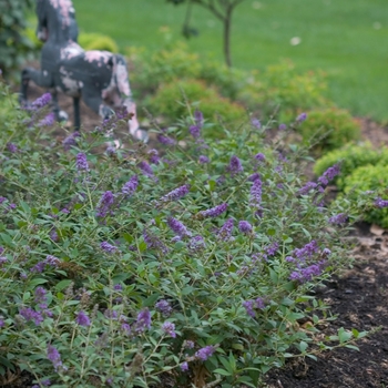 Buddleia Lo and Behold® 'Blue Chip' (020042)
