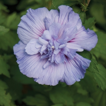Hibiscus syriacus 'Blue Chiffon®' (020050)