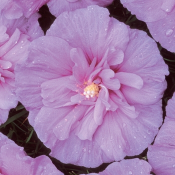 Hibiscus syriacus 'Lavender Chiffon®' (020059)