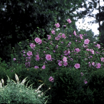 Hibiscus syriacus 'Lavender Chiffon®' (020061)