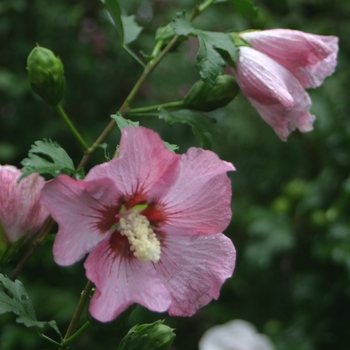 Hibiscus syriacus 'Rose Satin®' (020064)