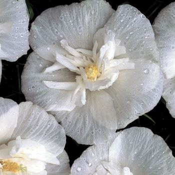Hibiscus syriacus 'White Chiffon®' (020070)