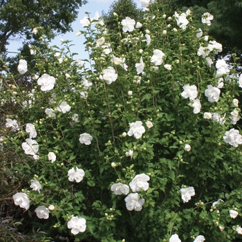 Hibiscus syriacus 'White Chiffon®' (020071)