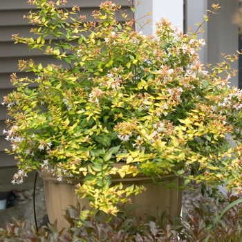 Abelia x grandiflora Color Choice® 'Bronze Anniversary®' (020127)