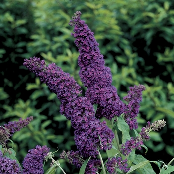 Buddleia davidii English Butterfly™ 'Purple Emperor™' (020139)