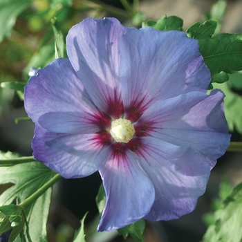 Hibiscus syriacus 'Azurri Blue Satin®' (020189)