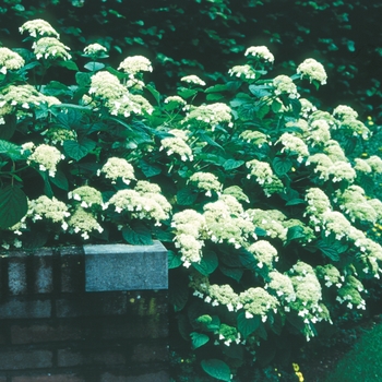 Hydrangea arborescens 'White Dome®' (020198)