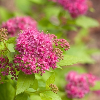 Spiraea japonica Double Play® 'Gold' (020260)