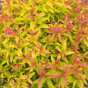 Spiraea japonica Double Play® 'Gold' (020261)