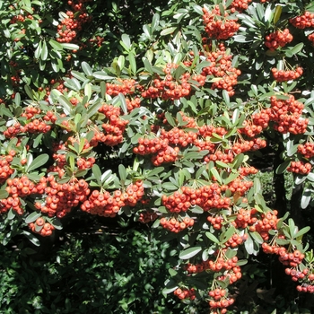 Pyracantha x 'Mohave' (020291)