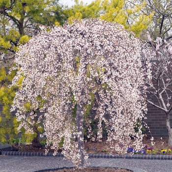 Prunus 'Snow Fountains®' (020331)