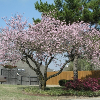Prunus cerasifera '' (020340)