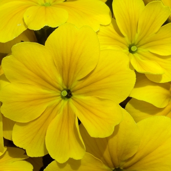 Primula polyanthus 'SuperNova Yellow' (020361)
