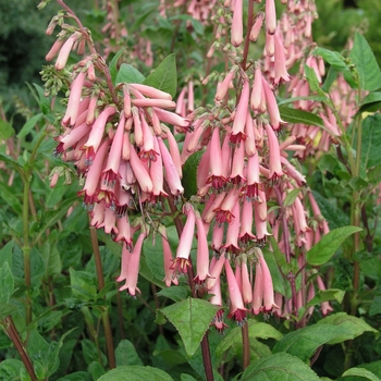Phygelius 'Winchester Fanfare' (020708)