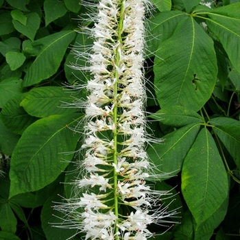 Aesculus parviflora '' (021168)