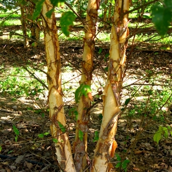 Betula nigra 'Dura Heat®' (021179)