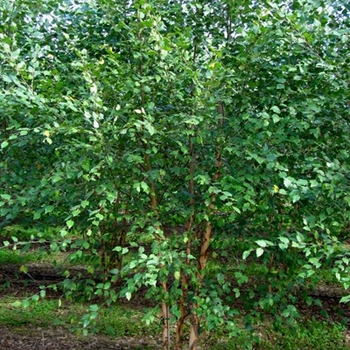 Betula nigra 'Dura Heat®' (021180)