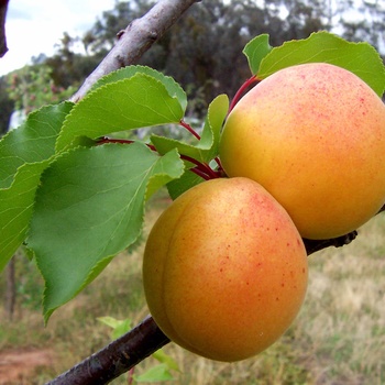 Prunus armeniaca '' (021259)