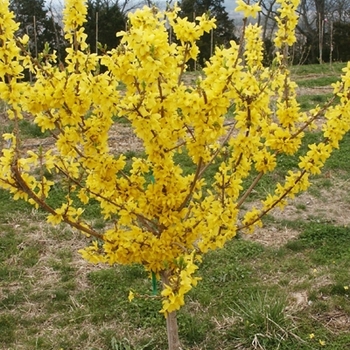 Forsythia x intermedia 'Spring Glory' (021364)
