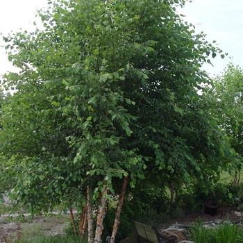 Betula nigra 'Heritage®' (021430)
