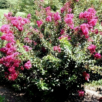 Lagerstroemia indica 'Dynamite' (021434)