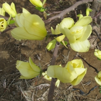 Magnolia 'Butterflies' (021450)