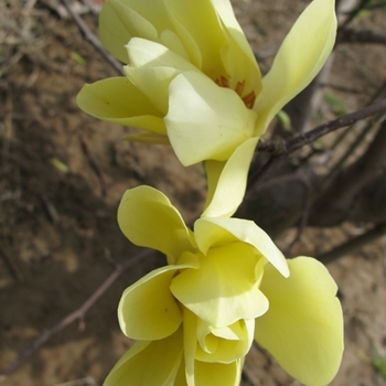 Magnolia 'Butterflies' (021451)