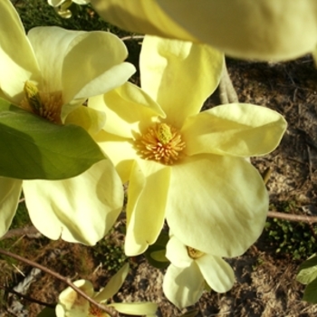 Magnolia 'Butterflies' (021452)