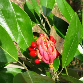 Magnolia virginiana '' (021453)