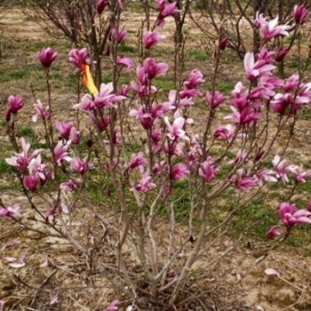 Magnolia 'Ann' (021454)