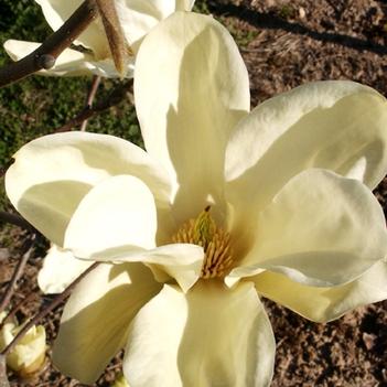 Magnolia 'Elizabeth' (021515)