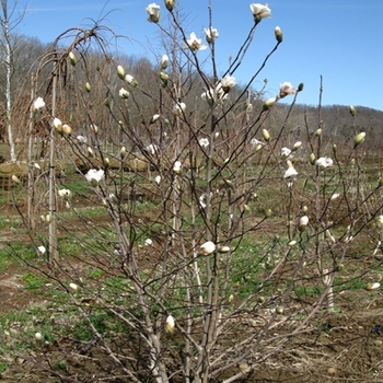 Magnolia stellata '' (021520)