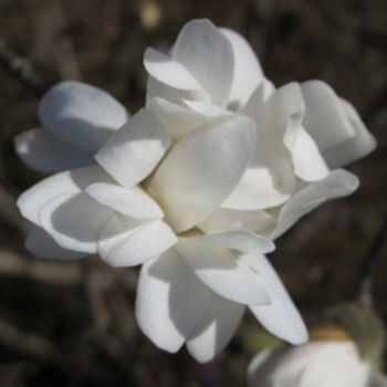 Magnolia stellata '' (021522)