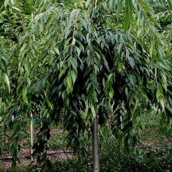 Prunus subhirtella 'Pendula Flora Plena' (021562)