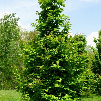 Parrotia persica '' (021593)