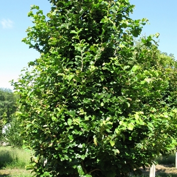 Parrotia persica '' (021595)