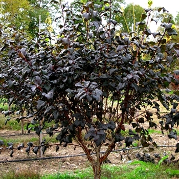 Physocarpus opulifolius 'Diabolo®' (021598)