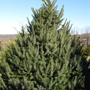 Picea omorika '' (021611)