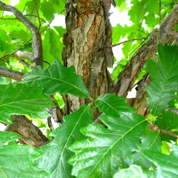 Quercus bicolor '' (021628)