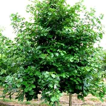 Quercus bicolor '' (021629)