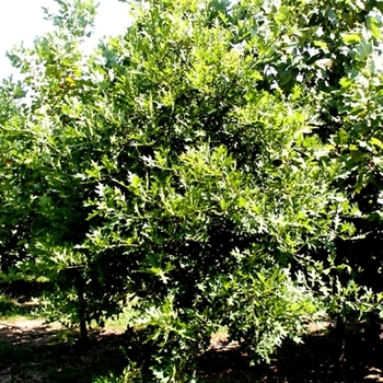 Quercus phellos '' (021630)