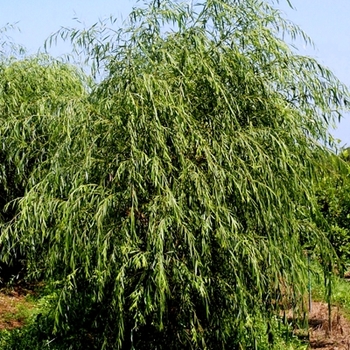 Salix alba 'Tristis' (021636)