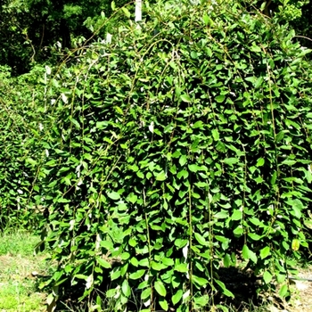 Salix caprea 'Pendula' (021637)