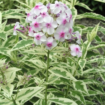 Phlox paniculata 'Frosted Elegance' (021834)