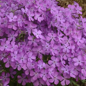 Phlox stolonifera 'Fran's Purple' (022002)