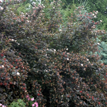 Physocarpus opulifolius 'Diabolo®' (022007)