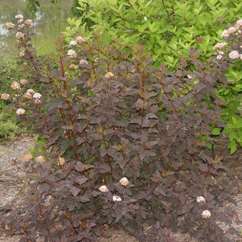 Physocarpus opulifolius 'Diabolo®' (022009)