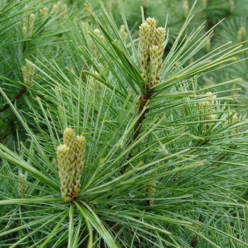 Pinus strobus '' (022012)