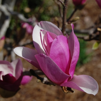 Magnolia 'Ann' (022141)